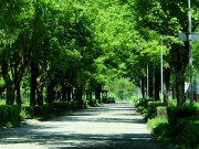 Alley  <i>Acer negundo</i> in the park 
