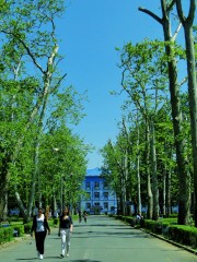 Alley <i>Platanus x acerifolia</i> - spring 
