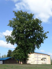 <i>Tilia platyphyllos</i> 