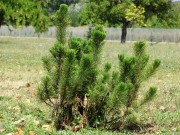 <i>Pinus mugo</i>