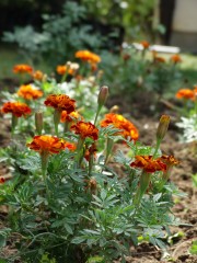 <i>Tagetes patula</i> 