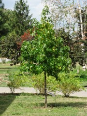 <i>Liquidambar styraciflua</i>