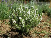 <i>Thymus vulgaris</i> 