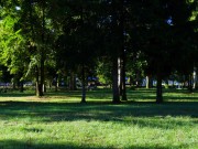 Group of Linden and pine