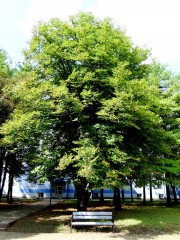 <i>Aesculus hippocastanum</i> L.