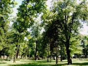 Linden tree in the park