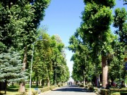 Alley plane trees - summer 