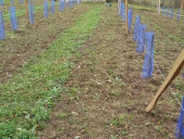 Field Collection of autochthonous cultivars in Čajniče
