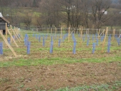 Field Collection of autochthonous cultivars in Čajniče