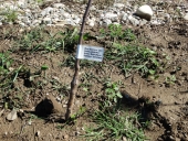 Field Collection of autochthonous cultivars in Botanical garden University of Banja Luka - seedling tag 