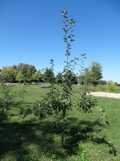 Field Collection of autochthonous cultivars in Botanical garden University of Banja Luka  -The second plot