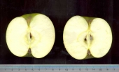 Bjelica apple