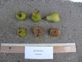 Ječmenka pear