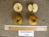 Krompiruša apple