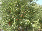 Šarenika apple 