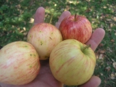 Zveka apple 