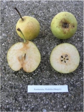 Kantaruša pear 