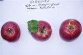 Šarenika apple  