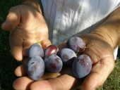 Požaška plum