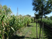 Corn multiplication