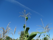 Corn <i>Zea mays</i>