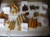 Corn ecotypes 