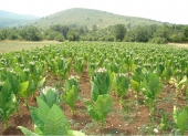 <i>Nicotiana tabacum</i> L. - Trebinje region