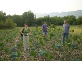 <i>Nicotiana tabacum</i> L. - Trebinje