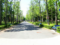 Алеја платана 