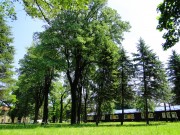 Групација стабала липе и смрче 