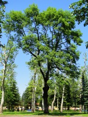 Пољки јасен - Fraxinus angustifolia 