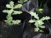 храст китњак - Quercus petraea
