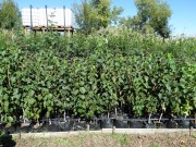 Мечија лијеска - Corylus colurna 