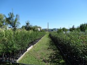 Расадник 
