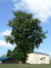 Липа - Tilia platyphyllos 