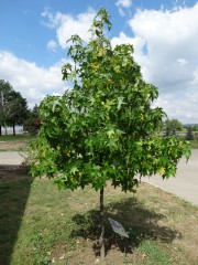 Ликвидамбар - Liquidambar styraciflua