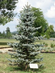 Picea pungens Glauca