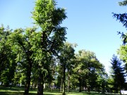 Стабла липе у парковском комплексу
