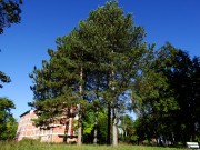Групација стабала црног бора 