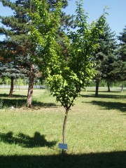 Jaпанска трешња  Prunus serrulata Lindl. 