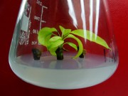 Експлантати крушке у in vitro култури 
