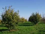 Засад лијеске код Новог Града 
