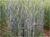 Triticum aestivum L. - Пшеница 