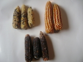Кукуруз Zea mays L.