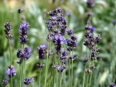 Лаванда Lavandula angustifolia