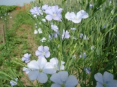 Linum usitatissimum L. - Лан у фенолошкој фази цвјетања 