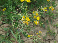 Lotus corniculatus - Звјездан 