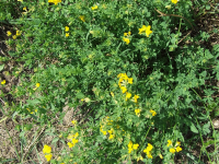 Lotus corniculatus - Звјездан 