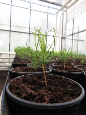 <i>Pinus nigra</i> - сијанац 