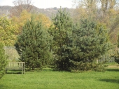 Pinus sylvestris L. 